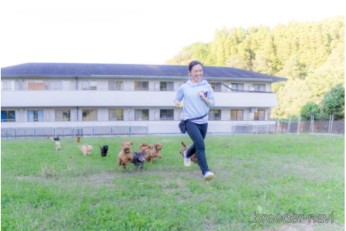 成約済の千葉県のトイプードル-222373の4枚目